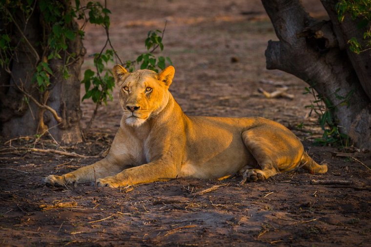 011 Botswana, Chobe NP, leeuw.jpg